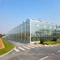 Commercial Intelligent hydroponic glass greenhouse